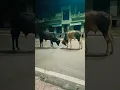 Download Lagu cow😎video world animal trand ||cow video world animal trand#shorts#viral#DJ 😎