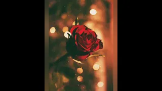 الله مكبر غلاك     حالات وتس اب دندنها