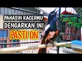 Download Lagu PANASIN KACERMU DENGARKAN INI PASTI EMOSI ON !! PANCINGAN KACER GACOR PASTI NYAUT AMPUH.