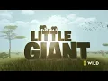 Follow an elephant calf in its first year of life (Full Episode) Happy Baby Elephant | Little Giant