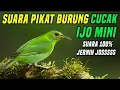 Lagu Suara Pikat Burung Cucak Ijo Mini Dijamin Ampuh | Suara Pikat Cucak Ijo Mini Memanggil Lawan