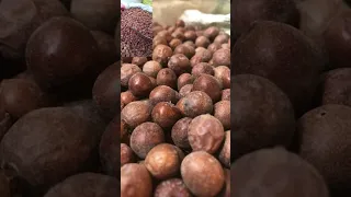 فوائد النبق دندنها