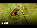 Inside the world of weaverbirds stunning nest creation BBC Global