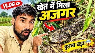 आज भाई को खेत में मिला बहुत बड़ा अजगर 😱😲