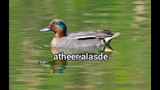 صوت حذاف نغمة صافيه واضحة للصياده 