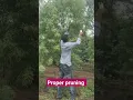 Download Lagu proper pruning,#sandalwood, #farming, #sandalwoodfarming, #redsandalwood, #chandantree