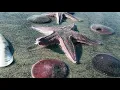 Star fish in the sand Huntington Beach California at low tide