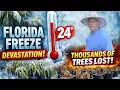 Lagu Florida Freeze Devastation 2026 Tropical Fruit Nursery Hit Hard
