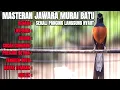 Download Lagu TEMBAKAN MURAI BATU DI PAGI HARI BONGKAR ISIAN FULL TEMBAKAN KESUKAAN JURI