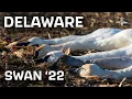 DELAWARE SWAN HUNT - UP CLOSE AND PERSONAL