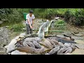 Lagu CEO Trieu Lam's lucky day, caught many giant fish. by traditional way