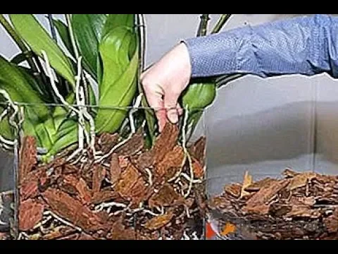 COMO SALVAR A ORQUÍDEA COM PODRIDÃO E FOLHAS MURCHAS? COMO CUIDAR DE ORQUÍDEAS