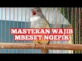 Download Lagu Masteran Wajib, Cucak Jenggot Jantan Gacor Mbeset Ngepik Tajam Keras