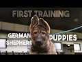 First Training Sessions with German Shepherd Puppy and MORE