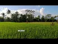 Download Lagu MENYAMBUT MUSIM PETIK  - FRANKY \u0026 JANE + LIRIK