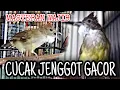Masteran wajib cucak jenggot gacor 100% sangat ampuh_ @sultanakbar