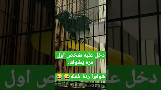 شوفوا ردة فعله ببغاء يصرف نفسه حاذق Funny Parrot 
