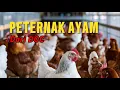 Download Lagu Modal Ayam DOC, Black Permud 3
