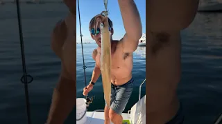 Catching and cooking squid living on our boat full time 🎣 ..#squidding #tulasendlesssummer