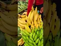 Download Lagu Panen Buah Pisang Dengan Hasil Yang Sangat Banyak #shorts