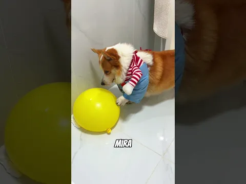 El reto del perro 😂