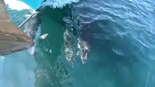 Moments like these makes all the hardship worth it! – Sailing Oka Solo