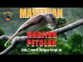 Download Lagu Materan Kasar! Rahasia Masteran dengan Burung Jingjing Petulak + Terapi Suara Air