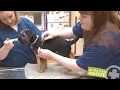 How to Give Vaccines to Dogs Canine Vaccine Administration Tutorial Vet Tech Demonstration
