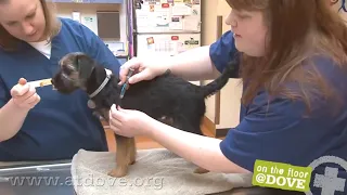 How to Give Vaccines to Dogs Canine Vaccine Administration Tutorial Vet Tech Demonstration
