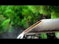 Satisfying Bamboo Water Fountain With Birds Chirping: Spa Music, Massage Music, Relaxing Music