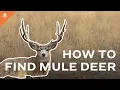 6 Tips To Help You Find Mule Deer