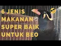 Download Lagu 6 MACAM MAKANAN BURUNG BEO