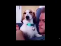 sus dog