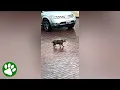 Download Lagu Woman sees video of tailless cat stumbling in the street, and immediately runs out to find him