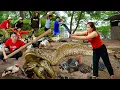 Download Lagu 72 Hours Survival Alone: Brave Woman Fights Giant Boa \u0026 Rescues Ducks – Harvesting Avocados to Sell