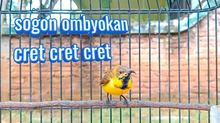 pancingan sogon ombyokan crat cret pancingansogonombyokan pancingansogonbahanagarbunyi sogonbahan