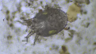 Nutrient Cycling in 1 minute