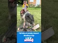 Download Lagu Lily's sweet way to say thank you: sharing food with Sam #shorts #short #monkey
