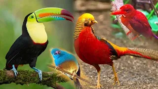 most beautiful u0026 unique singing birds stunning nature sounds 4k