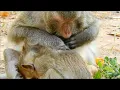 That Is Precious Abandoned Monkey Hoy Focus To Comfort And Grooming Her Son Monkey