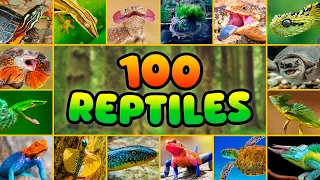 100 reptiles tan raros que no creer s que existen 