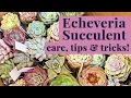 Echeveria Succulents - A Beginners Guide to Care Propagation