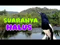 Download Lagu Pancingan burung Kacer; suara halus santai, cocok buat masteran rumahan 