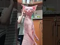 Download Lagu DELİ BUNLAR😂 #kedi #müzik #tiktok #çocuk #dans #şarkı #shortvideo #funny #pets #funnyanimals #cute