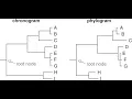 Cladogram vs Phylogram Explained Make Your Trees Journal-Ready