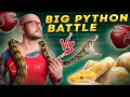 PYTHON BATTLE Burmese vs Reticulated Pythons Which One Is Best