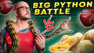 PYTHON BATTLE Burmese vs Reticulated Pythons Which One Is Best