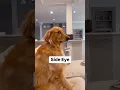 Download Lagu Owning a golden retriever is tough! ￼