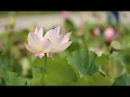 Meditation Music   Enlightenment