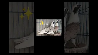 افضل انواع نش الحمام حمام غوزار نش الحمام الحمام 